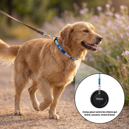 Collier pour chien unique & personnalisable