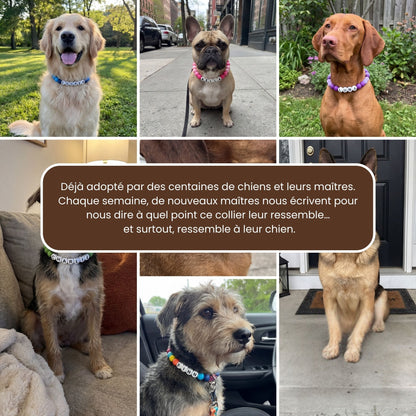 Collier pour chien unique & personnalisable